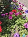 IMG_5087.JPG