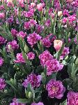 IMG_5099.JPG