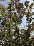 IMG_5197.JPG