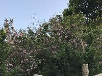 IMG_5205.JPG