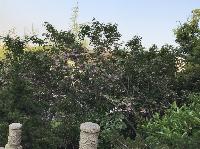 IMG_5209.JPG