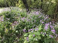 IMG_5221.JPG