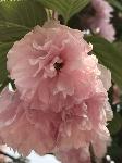 IMG_5450.JPG