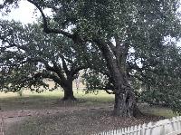 IMG_0991.JPG