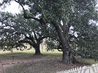 IMG_0993.JPG