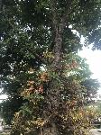 IMG_5971.JPG
