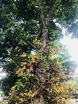 IMG_E5971.JPG