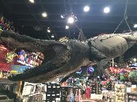 IMG_8807.JPG