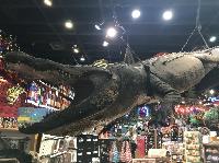 IMG_8808.JPG