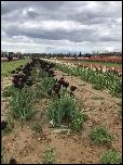 2019 04 Tulip Farm