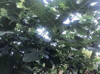 IMG_1727.JPG