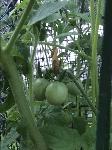 IMG_1732.JPG