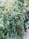 IMG_E3115.JPG