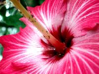 Tropical-20Flower-202.jpg